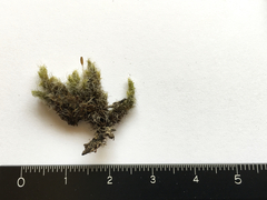 Racomitrium curiosissimum