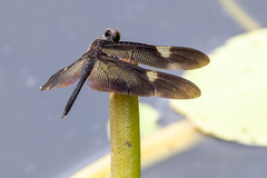 Rhyothemis princeps