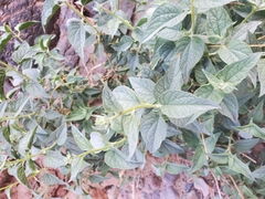 Bahiopsis reticulata