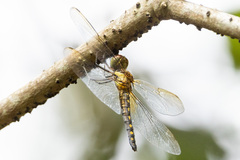 Hydrobasileus brevistylus