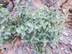 Bahiopsis reticulata