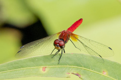 Aethriamanta nymphaeae