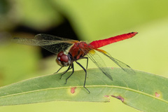 Aethriamanta nymphaeae