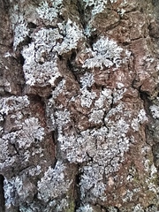 Phaeophyscia orbicularis