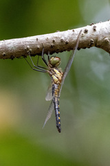 Hydrobasileus brevistylus