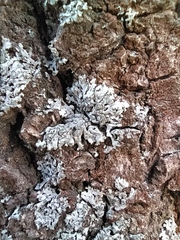 Phaeophyscia orbicularis