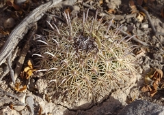 Coryphantha delicata