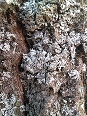 Phaeophyscia orbicularis