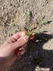 Chylismia claviformis