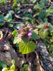 Lamium purpureum