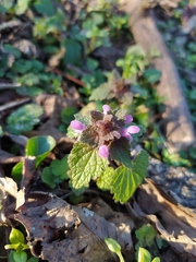 Lamium purpureum
