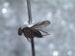 Dolichopodinae