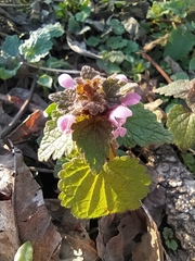 Lamium purpureum