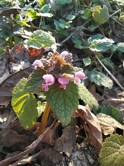 Lamium purpureum