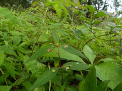 Impatiens minor