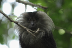 Macaca silenus