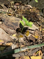 Asystasia gangetica