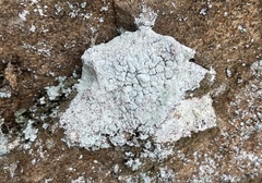 Lepraria finkii