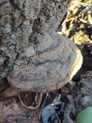 Fomes fomentarius