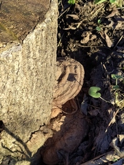 Fomes fomentarius