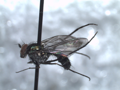 Plagioneurus univittatus