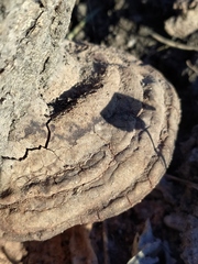 Fomes fomentarius
