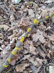 Xanthoria parietina