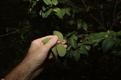 Bridelia leichhardtii