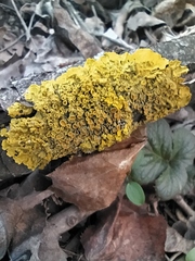 Xanthoria parietina