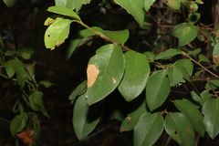 Bridelia leichhardtii