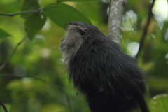 Macaca silenus