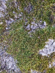 Hypnum cupressiforme