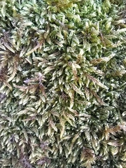 Hypnum cupressiforme