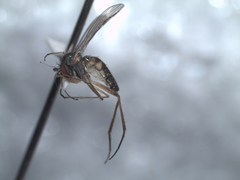 Calyxochaetus nodatus