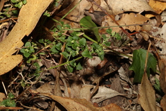 Chenopodium robertianum