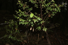 Bridelia leichhardtii