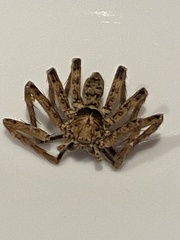 Heteropoda jugulans