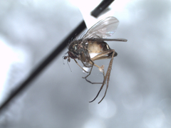 Calyxochaetus nodatus
