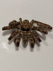Heteropoda jugulans