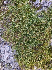 Hypnum cupressiforme