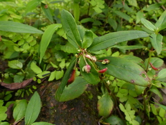Impatiens minor