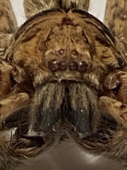 Heteropoda jugulans