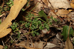 Chenopodium robertianum