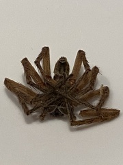 Heteropoda jugulans