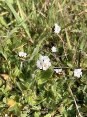 Plagiobothrys nothofulvus