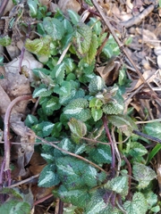 Lamium maculatum