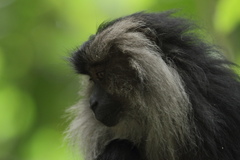 Macaca silenus