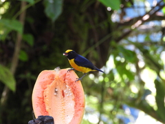 Euphonia xanthogaster