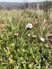 Plagiobothrys nothofulvus