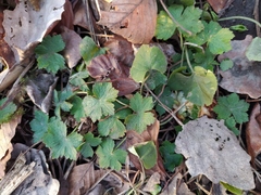 Geranium phaeum